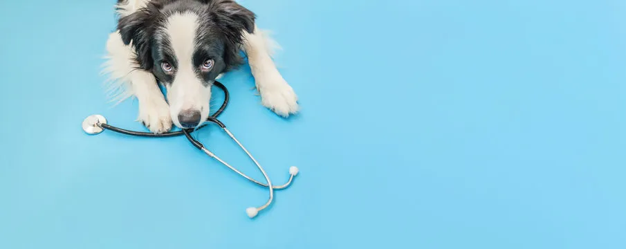 Cardiologista veterinário