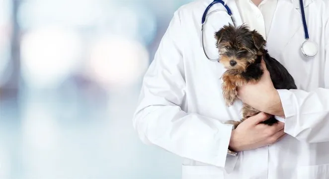 Dermatologista para cachorro