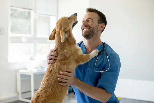Dermatologista para cães