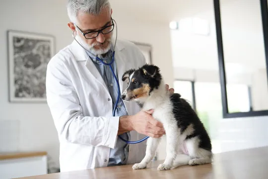 Dermatologista canino