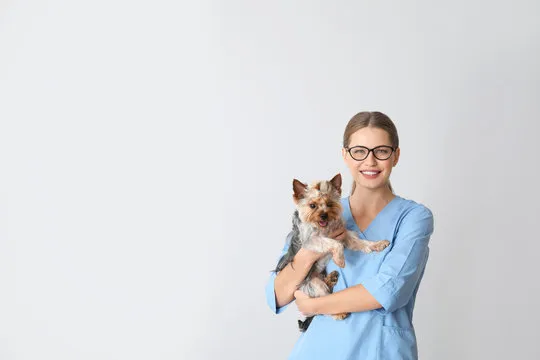 Dermatologista pet