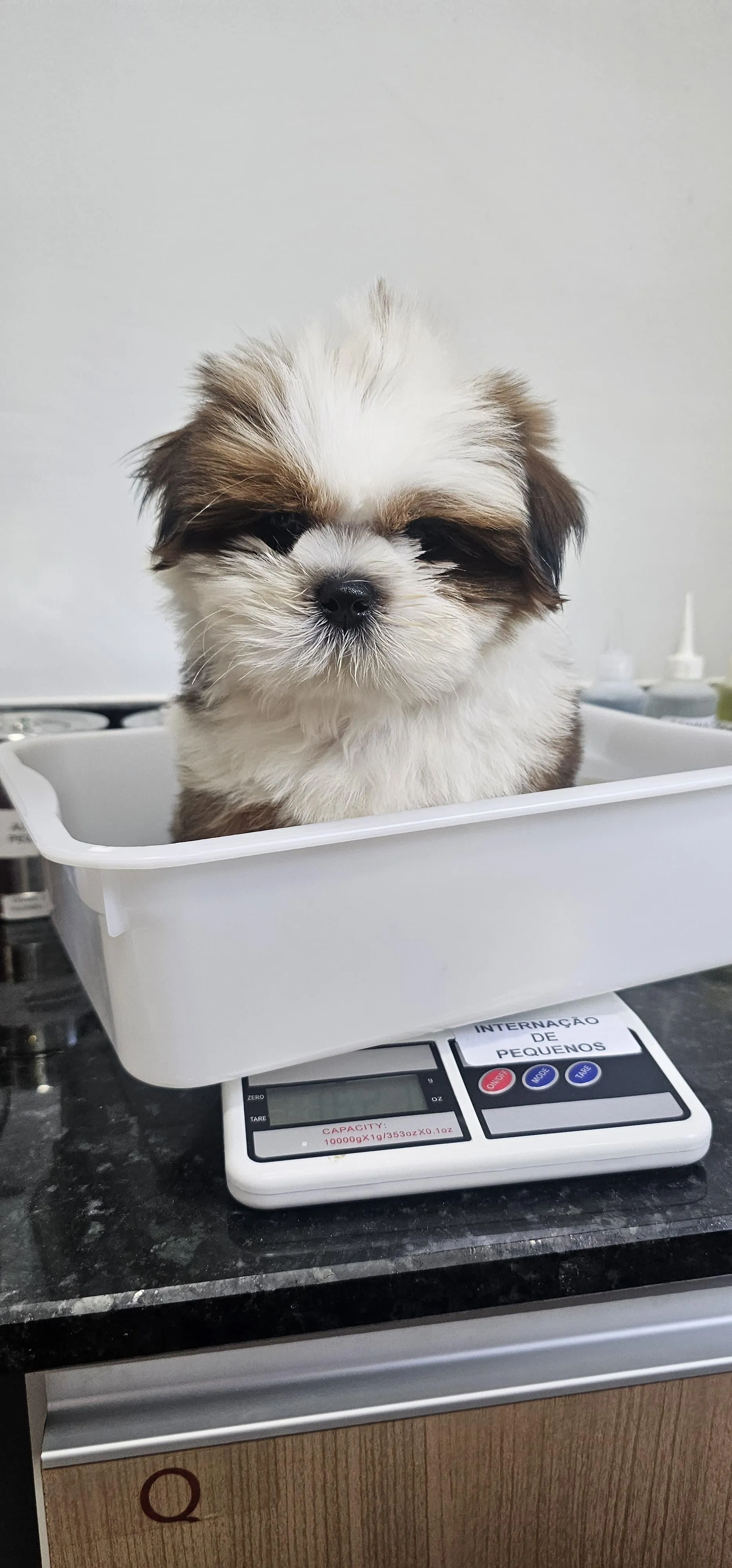 Veterinário cardiologista perto de mim