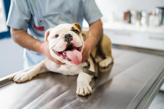 Veterinário cardiologista preço