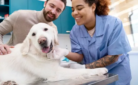 Imunologista Imunologista
