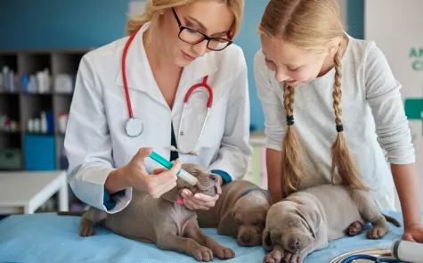 Atendimento especializado em animais silvestres e exóticos Atendimento especializado em animais silvestres e exóticos