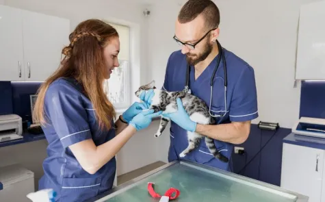 Clínica de felinos Clínica de felinos